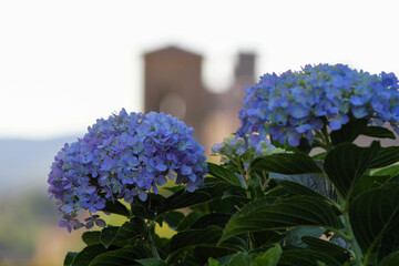 Lilac colored hydrangea in the foreground, in the background the fortress of Bolsena, Lazio Italy.