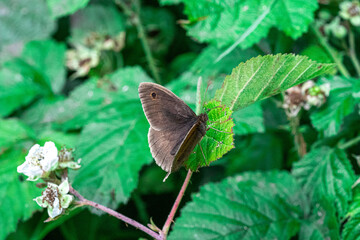 Meadow Brown - Maniola jurtina - close up Macro View of brown butterfly on green plant