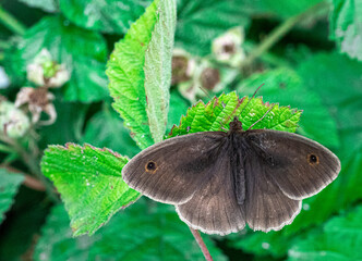 Meadow Brown - Maniola jurtina - close up Macro View of brown butterfly on green plant