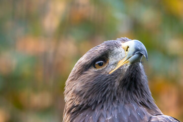 Adler