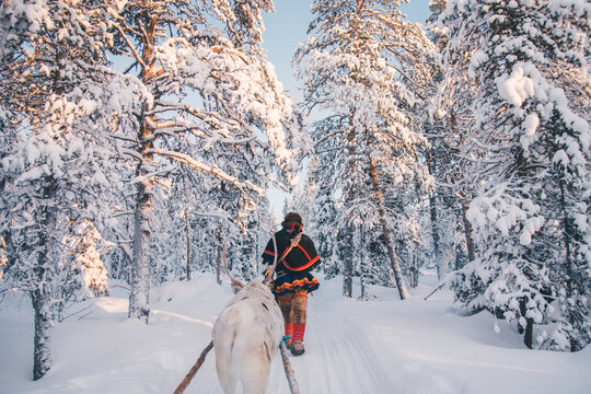Sami reindeer herder in the forest