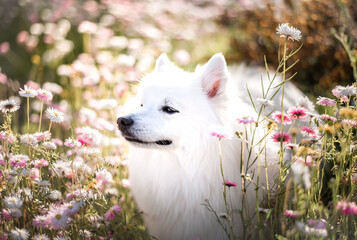 A white Japanese Spitz dog with flowers