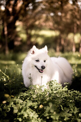 A Japanese Spitz standing in a nature park.