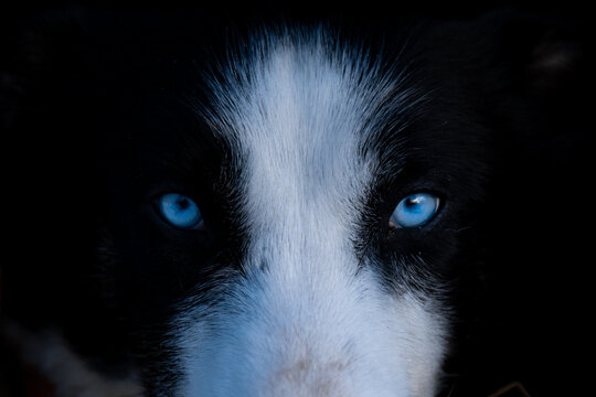 portrait of a husky dog