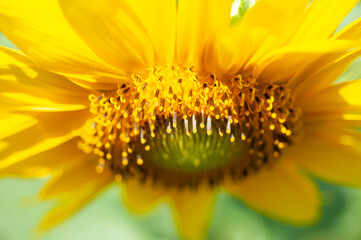 ヒマワリスマイル