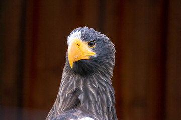 Adler