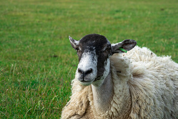 Close up of old ewe sheeps head