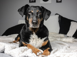 Cute black mixed breed dog relaxing on bed blanket.