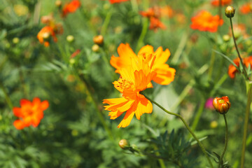かわいい オレンジの花