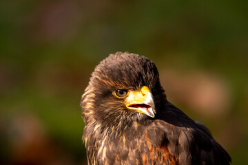 Bussard