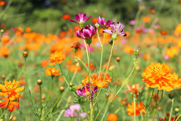 花畑 コスモス オレンジ