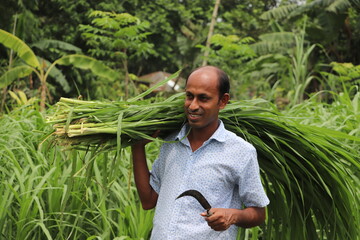Smiling Asian farmer carrying fresh green grass on his shoulder for feeding cattle - Powered by Adobe