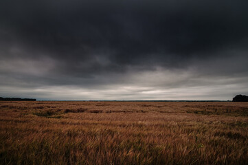 Fototapeta na wymiar Storm clouds over wheat field. Danger weather with dark sky over fields.
