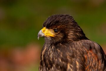Bussard