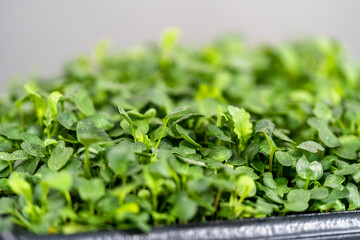 Microgreens