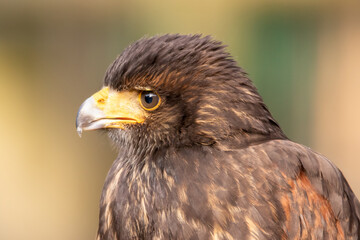 Bussard