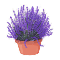 Hand drawn lavender flowers in vintage pot. Violet blossom floral design for decoration, label of organic shop. Natural art in rustic french provence style. Aroma herb for house. Vector illustration.