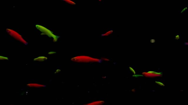 Zebra Danio Neon GloLight or Danio GloFish (Danio rerio) that are genetically modified to emit a neon glow in the dark