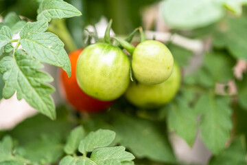 Fototapeta premium Tomato plant