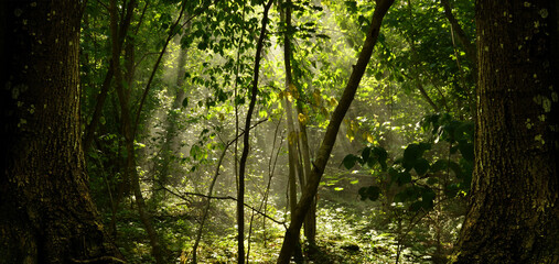 Fototapeta na wymiar Sun rays in summer forest landscape framed by two trees