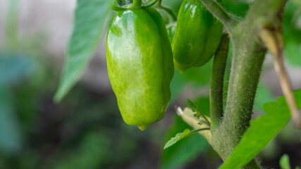 Unripe Plum Tomatoes