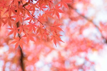 Wide angle landscape of Autumn Maple trees in Japan
