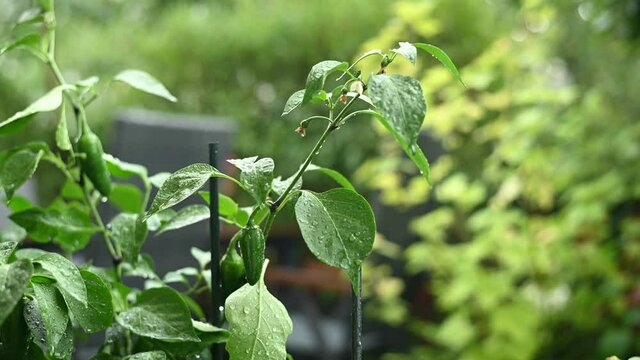 Paprikapflanze auf einem Balkon bei starken regen aufgrund des klimawandels