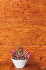 Succulent plant in white flower pot on terracotta colored wall background. Orange or ocher clay...