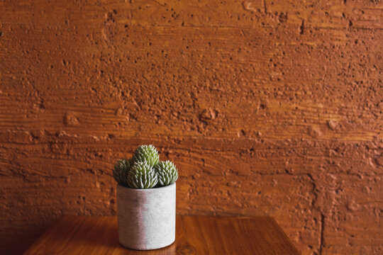 Succulent plant in white flower pot on terracotta colored wall background. Orange or ocher clay texture. Minimalist modern interior design and gardening.
