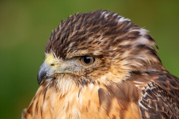 Bussard