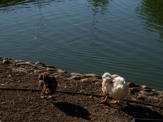 Ducks swimming