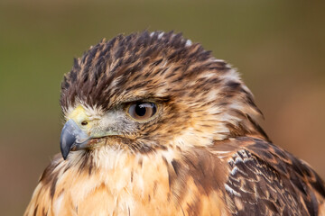 Bussard