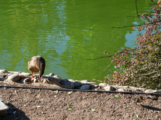 Ducks swimming
