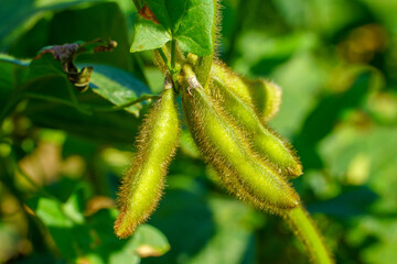 Soybean pods, close up. Agricultural soy plantation and sunshine. Soy bean plant in sunny field . Green growing soybeans against sunlight
