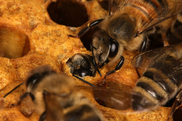 Honigbienen (Apis Mellifera L.) schluepfen aus den Zellen der Brutwaben. Thueringen, Deutschland, Europa