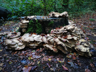 many flats mushrooms growing on a tree stump