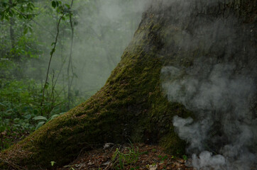 Mossy tree and smoke in forest