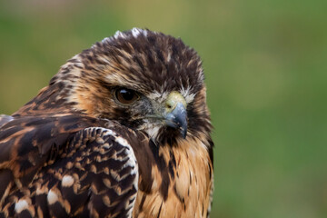 Bussard