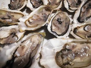 Oysters in close-up, celebrations