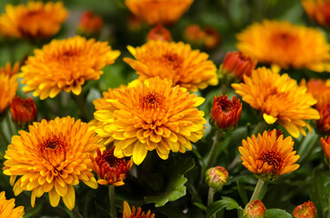 Blossom chrysanthemums red-orange-yellow texture for calendar