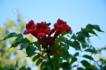 The trumped vine orange flowers  are similar to gramophone.