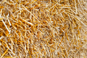 The texture of the yellow hay. The dry grass is collected in the drainage of the hay.