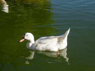 Ducks swimming