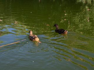 Ducks swimming