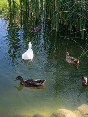 Ducks swimming