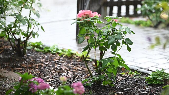 heftiger regen prasselt in einem vorgarten auf rosenbl&uuml;ten