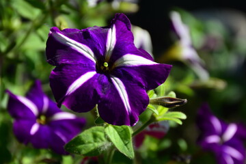 The velvet flowers of a petunia of saturated purple color.