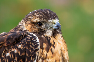 Bussard