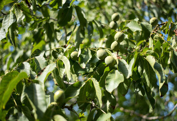 Walnut in a shell on a tree. Growing walnuts awaiting harvest.  