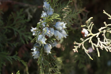 branch of a tree with berries